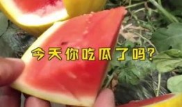 今日吃瓜热门大瓜必看大瓜网红 fun热点黑料 吃瓜爆料每日大赛最新动态,网红Fun热点黑料揭秘，吃瓜大赛最新动态一览